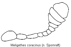meligethes_coracinus_f.gif