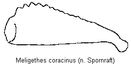 meligethes_coracinus_vschn.gif