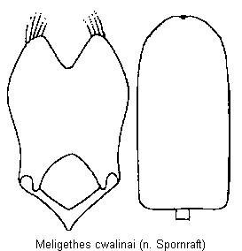 meligethes_czwalinai.gif