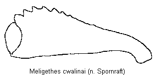 meligethes_czwalinai_vschn.gif
