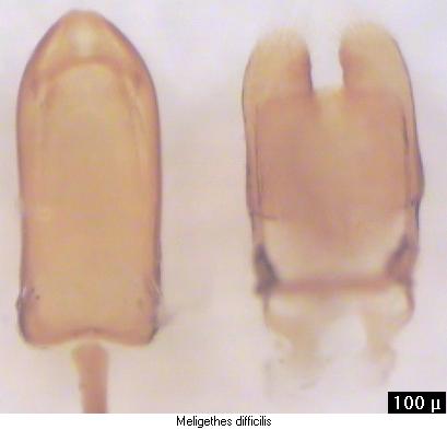 meligethes_difficilis.jpg