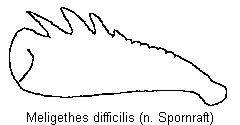 meligethes_difficilis_vschn.gif