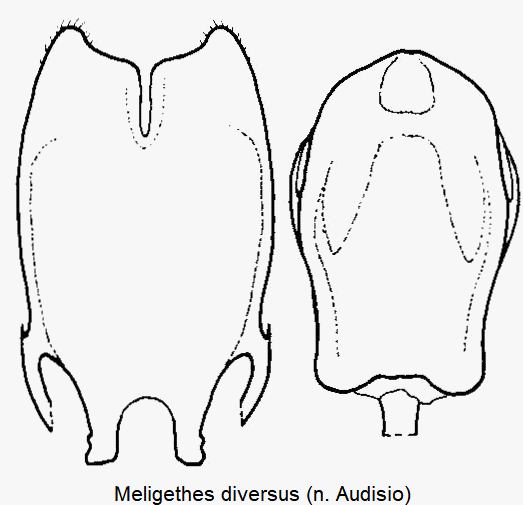 meligethes_diversus.gif