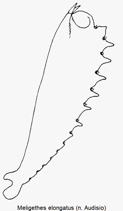 meligethes_elongatus_vschn.gif