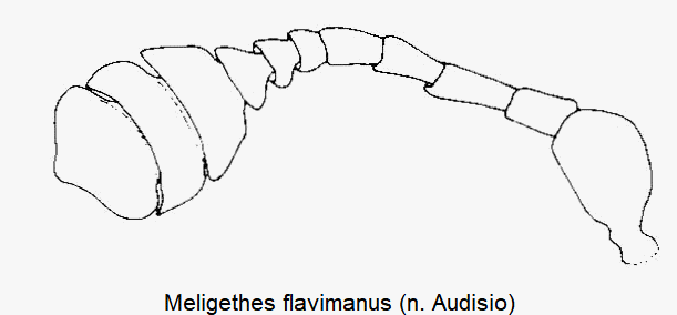 meligethes_flavimanus_f.gif