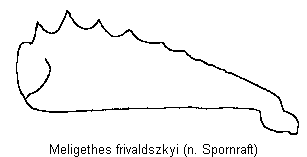 meligethes_frivaldszkyi_vschn.gif