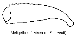 meligethes_fulvipes_vschn.gif
