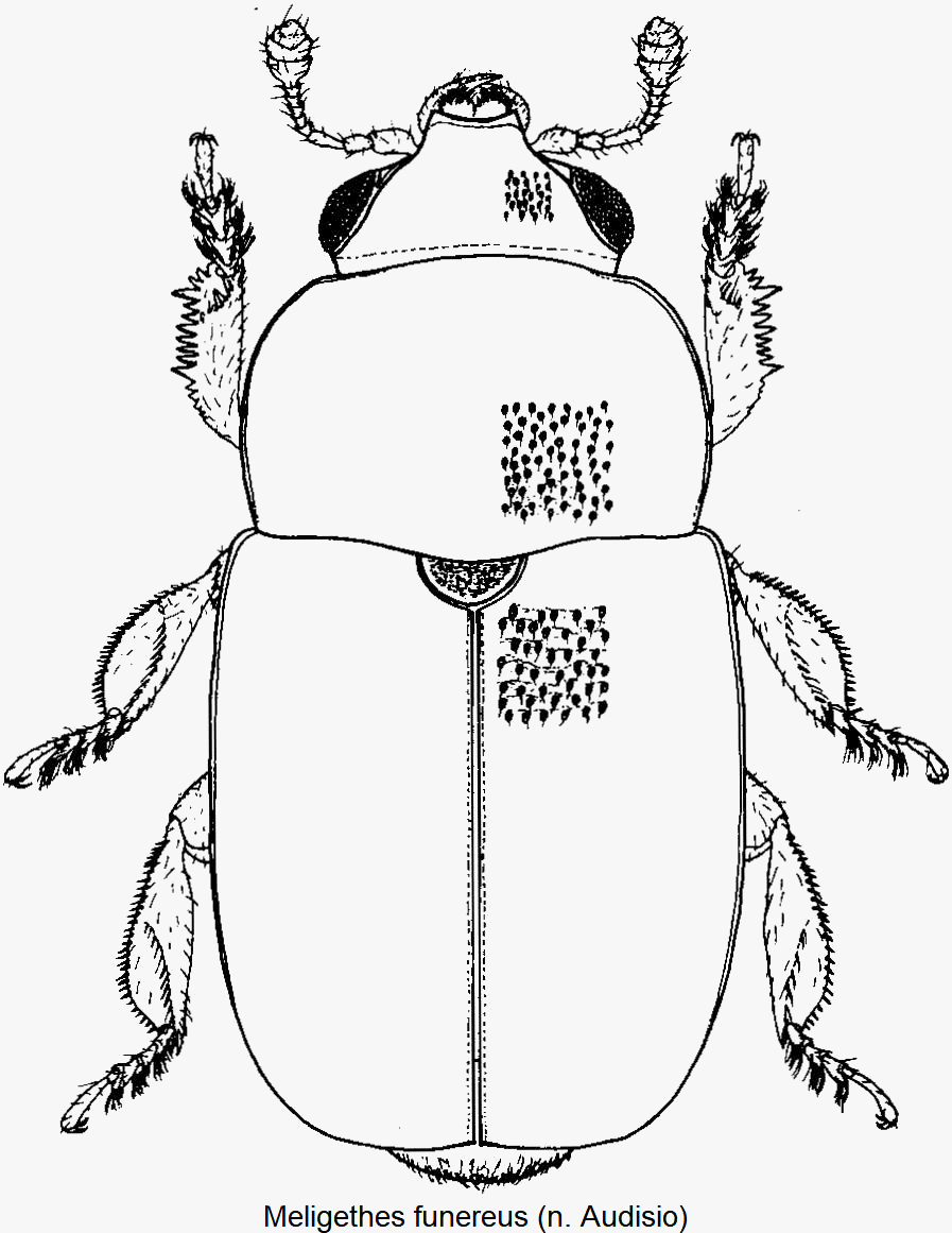 meligethes_funereus_hab.gif