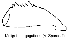 meligethes_gagatinus_vschn.gif