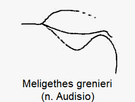meligethes_grenieri_hbr.gif