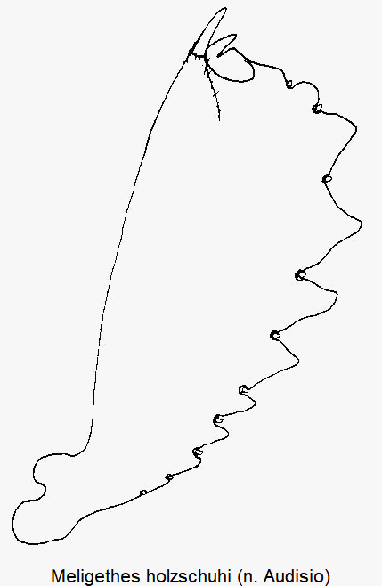 meligethes_holzschuhi_vschn.gif