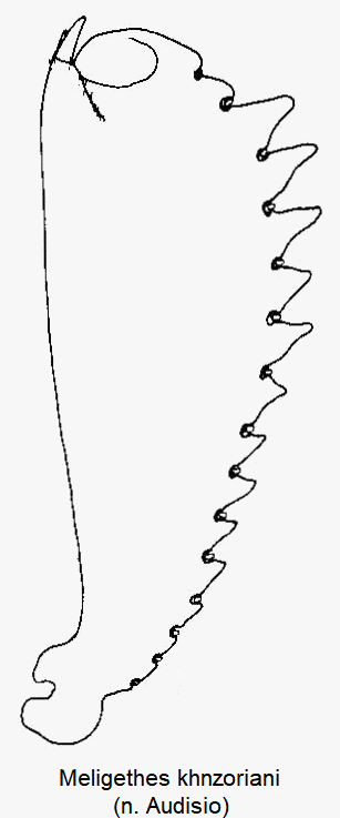 meligethes_khnzoriani_vschn.gif