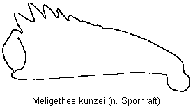 meligethes_kunzei_vschn.gif