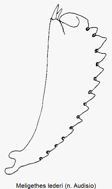 meligethes_lederi_vschn.gif
