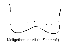 meligethes_lepidii_ksch.gif