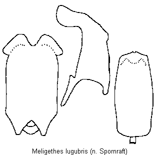 meligethes_lugubris.gif