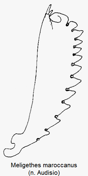 meligethes_maroccanus_vschn.gif