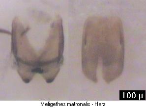 meligethes_matronalis.jpg