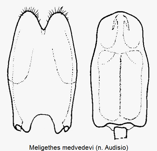 meligethes_medvedevi.gif