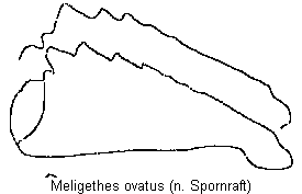 meligethes_ovatus_vschn.gif
