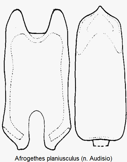 meligethes_planiusculus1.gif
