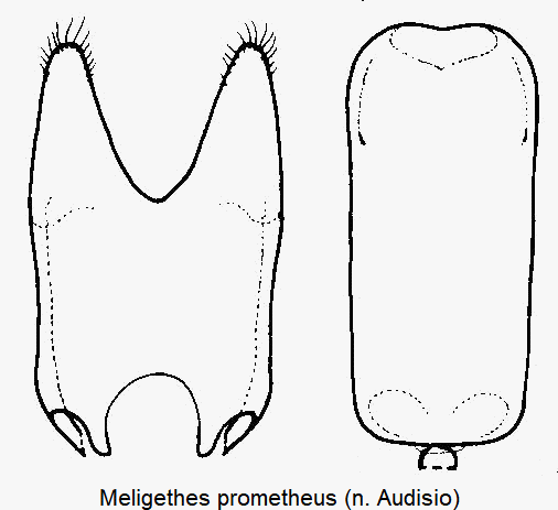 meligethes_prometheus.gif