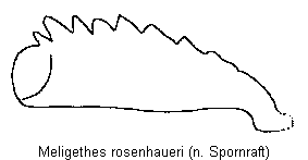 meligethes_rosenhaueri_vschn.gif