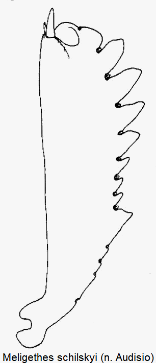 meligethes_schilskyi_vschn.gif