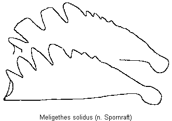 meligethes_solidus_vschn.gif