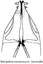 meligethes_subaeneus_ovip.gif