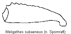 meligethes_subaeneus_vschn.gif