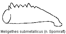 meligethes_submetallicus_vschn.gif