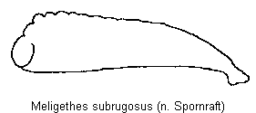 meligethes_subrugosus_vschn.gif