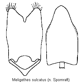 meligethes_sulcatus.gif
