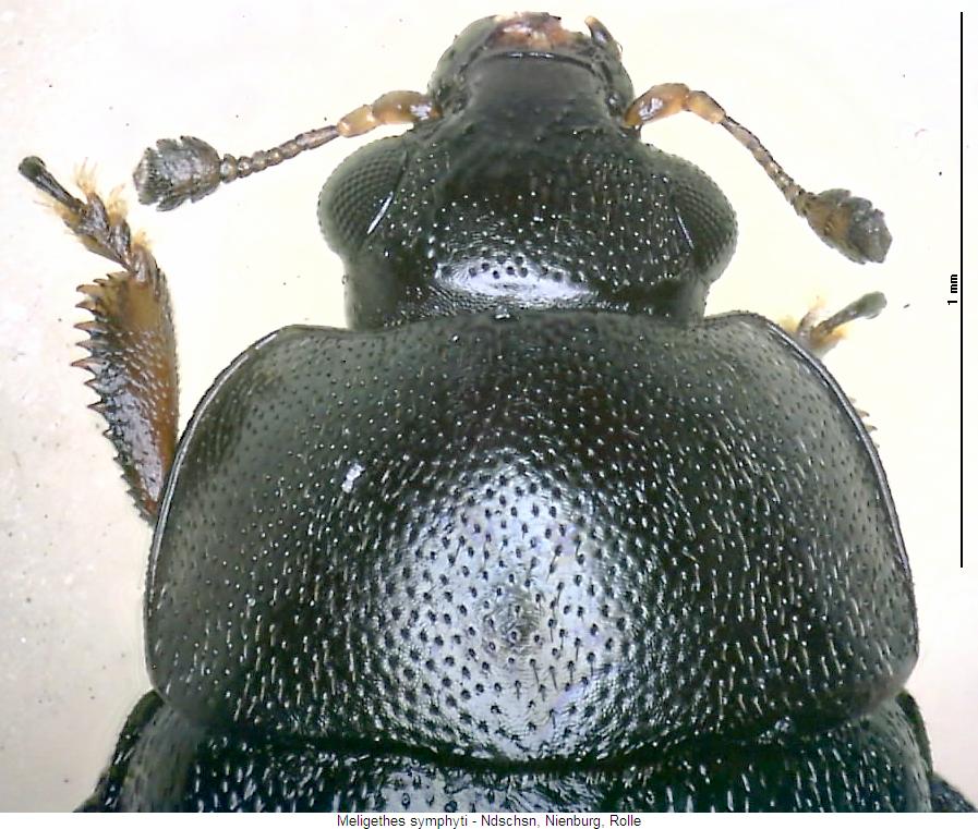 meligethes_symphyti_vk.jpg