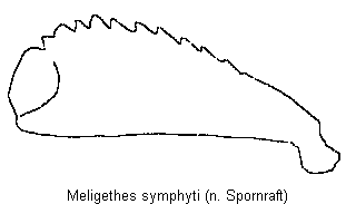 meligethes_symphyti_vschn.gif