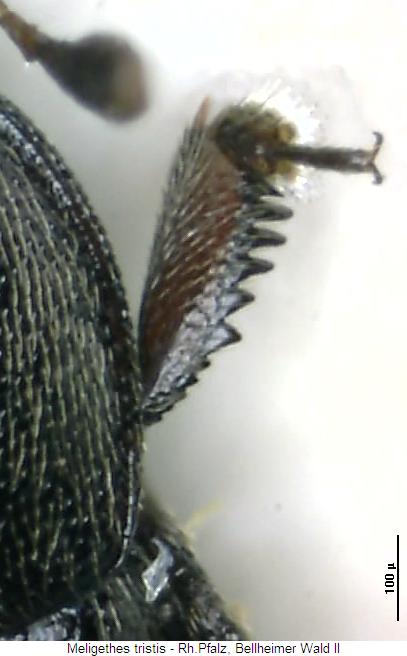 meligethes_tristis_vschn.jpg