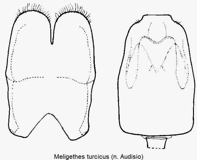meligethes_turcicus.gif