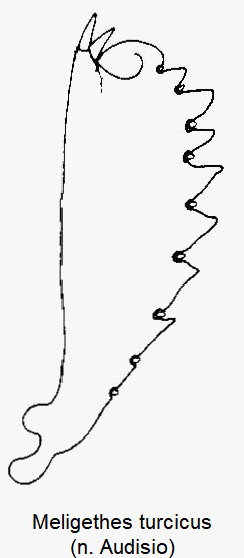 meligethes_turcicus_vschn.gif