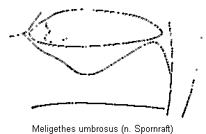 meligethes_umbrosus_us.gif