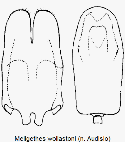 meligethes_wollastoni.gif