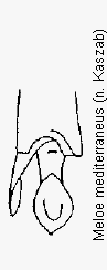 meloe_mediterraneus_hschn.gif