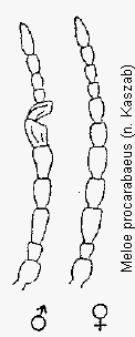 meloe_procarabaeus_f.gif
