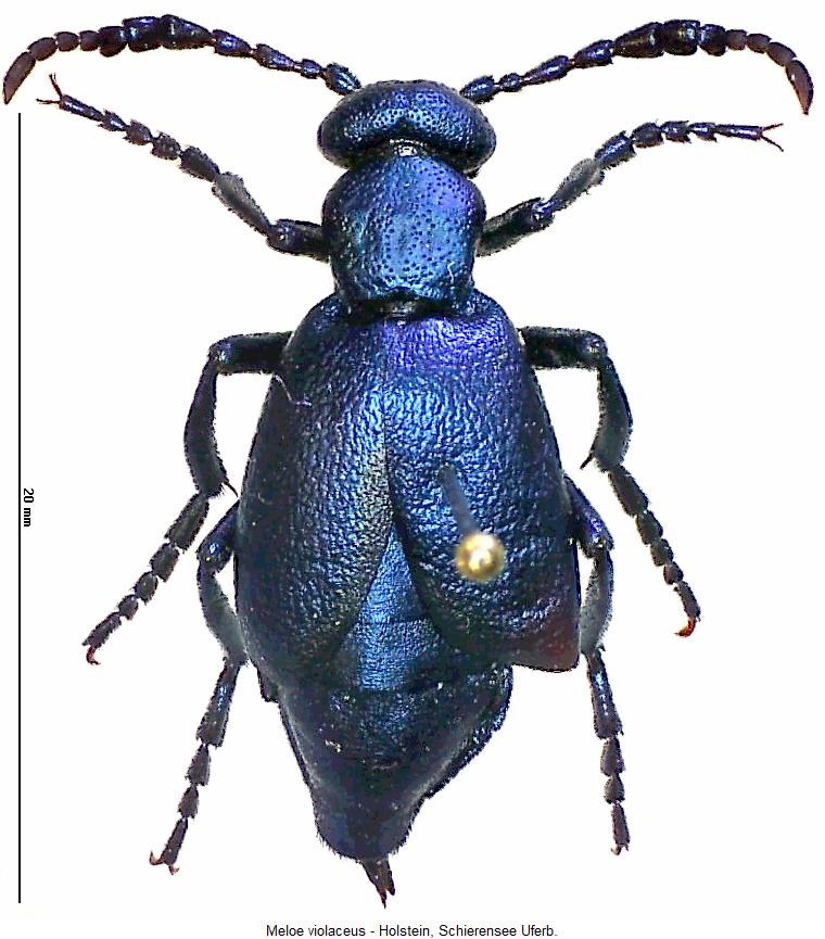 meloe_violaceus_m_hab.jpg