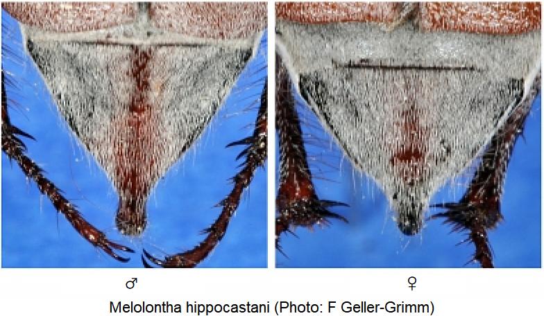 melolontha_hippocastani_pyg.jpg