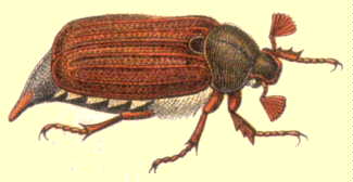 melolontha_vulgaris.jpg