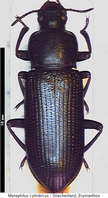menephilus_cylindricus_hab.jpg