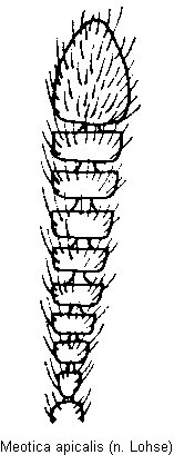 meotica_apicalis_f.gif