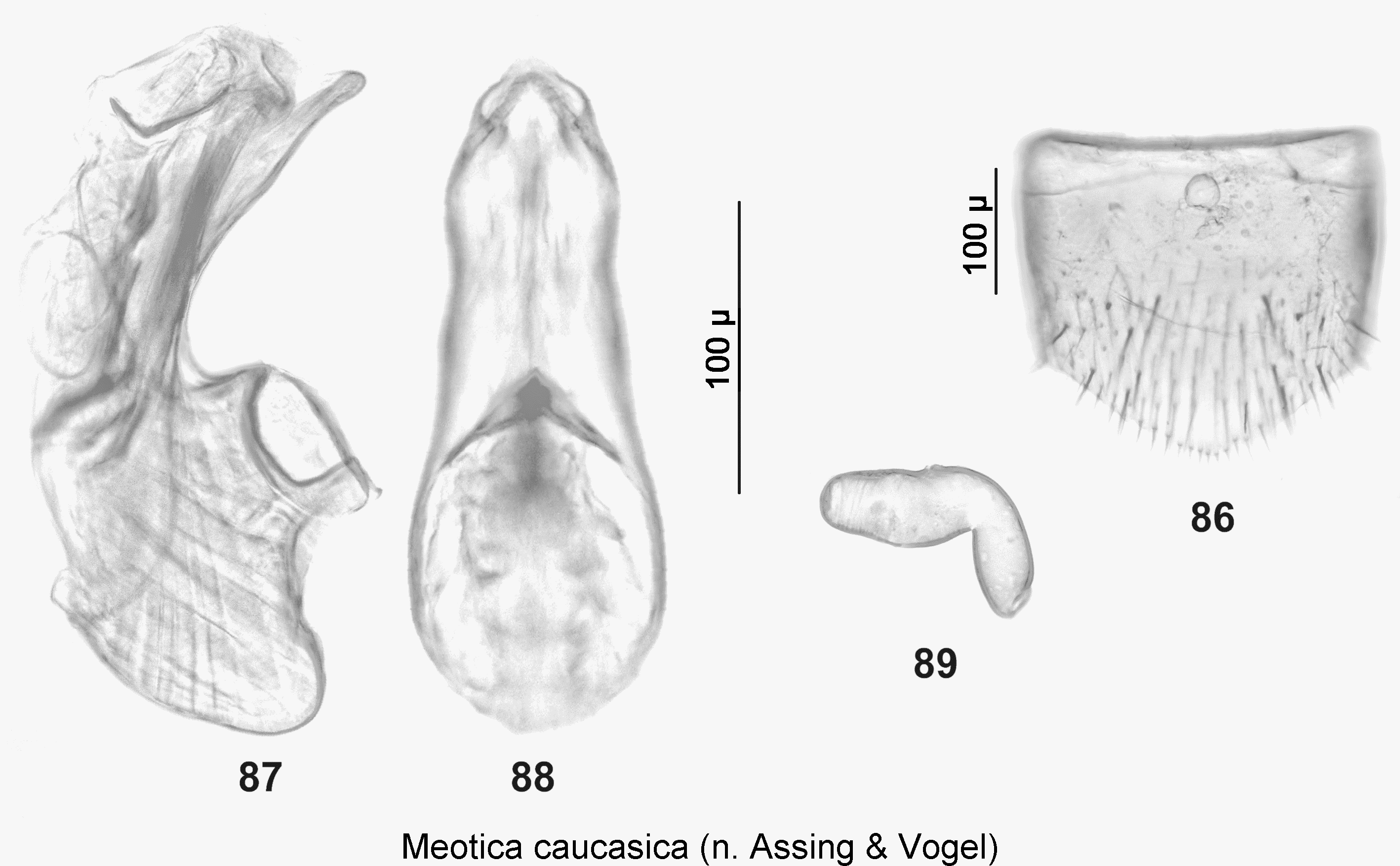 meotica_caucasica.gif