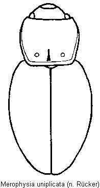 merophysia_uniplicata_hab.gif